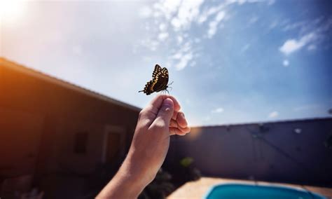 蝴蝶飛來身上|當蝴蝶停在我的肩上